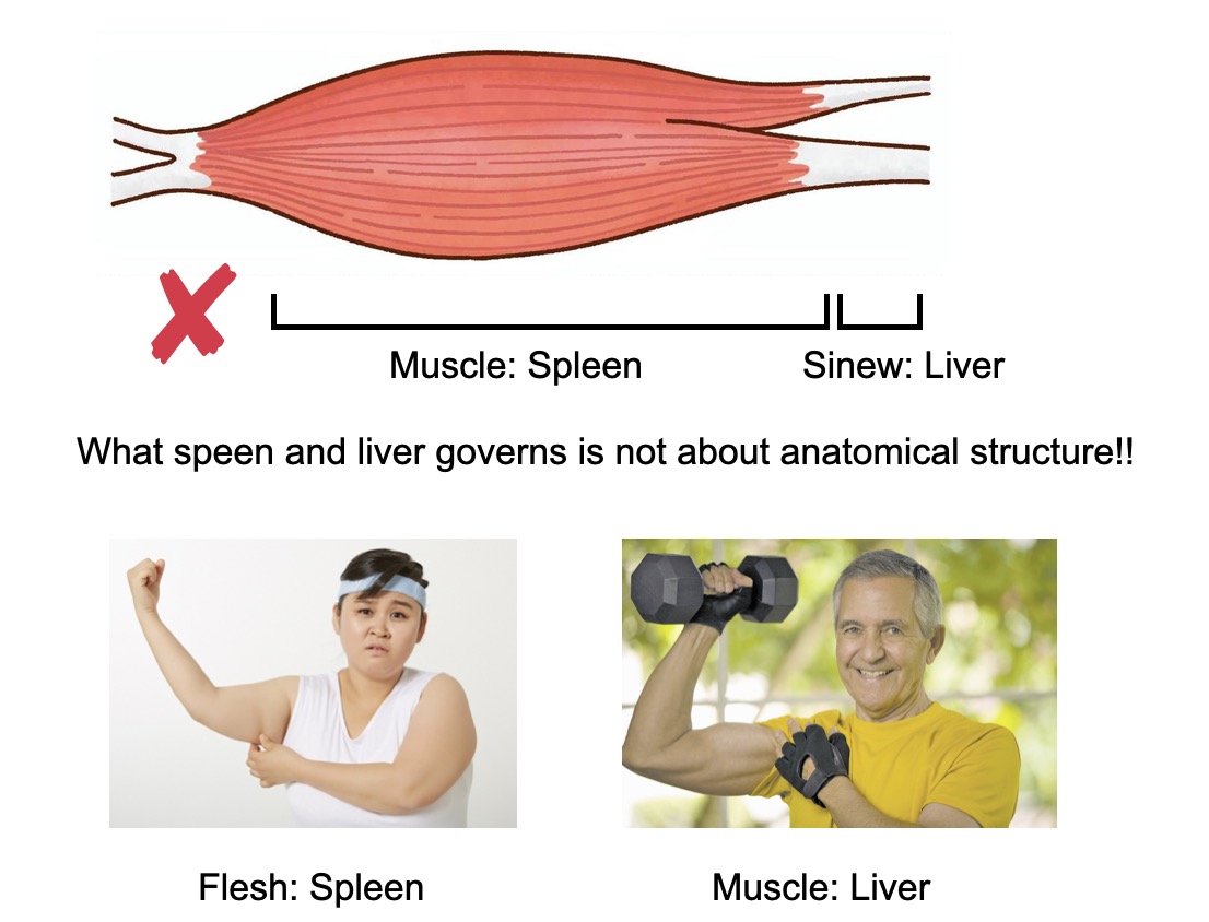 Spleen and Liver relationship diagram